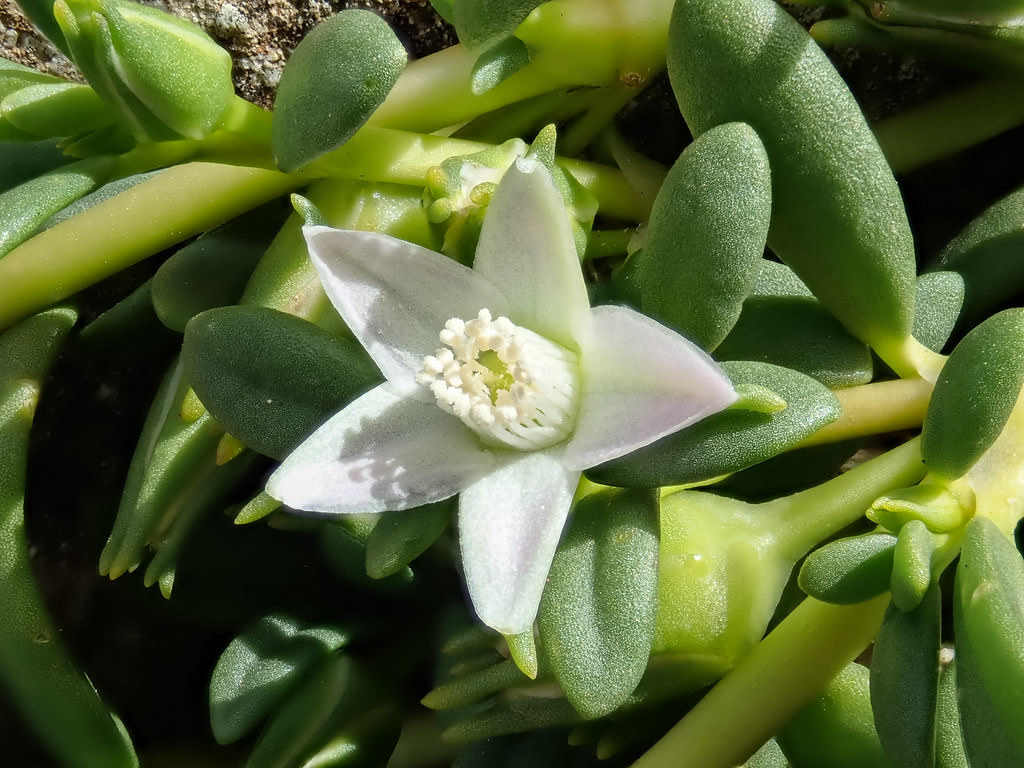 Sesuvium portulacastrum